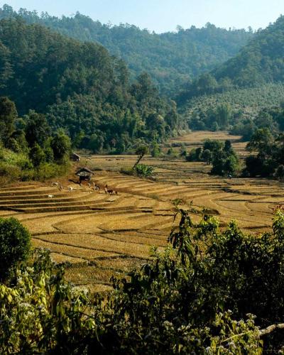 "Lush ricefield panorama in The Golden Triangle, showcasing nature's serenity."